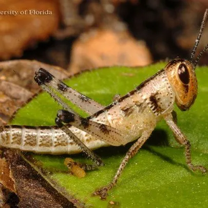 thumbnail for publication: American Grasshopper, Schistocerca americana (Drury) (Insecta: Orthoptera: Acrididae)
